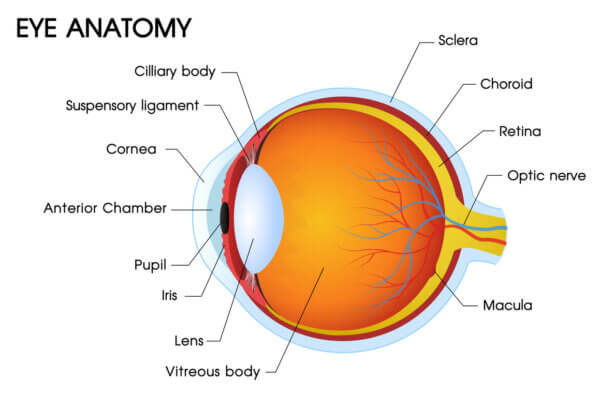 An illustration of human eye anatomy with various parts of the eye labelled.